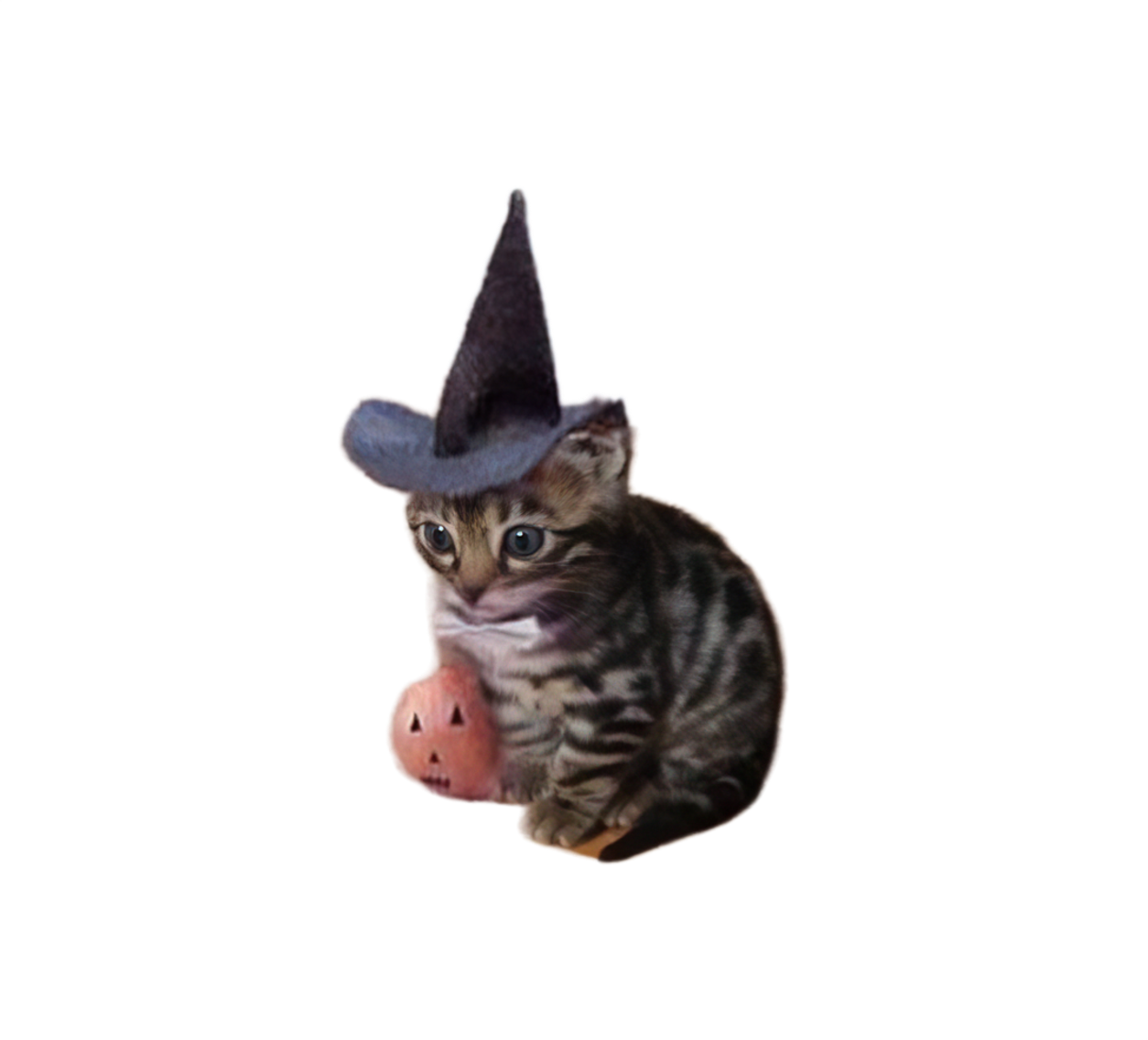 Witch Cat in a felt witch hat with a small pumpkin