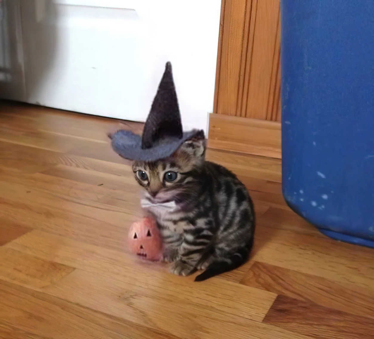 Witch Cat on the kitchen floor before going out